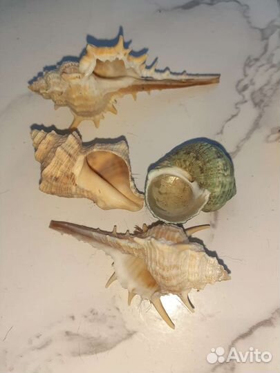 Ракушка натуральная большая и 12 маленьких морских