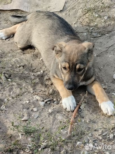 Щенки бесплатно