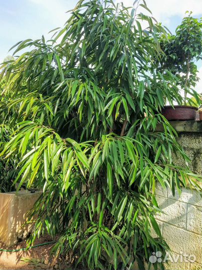 Фикус Али Биннендийка