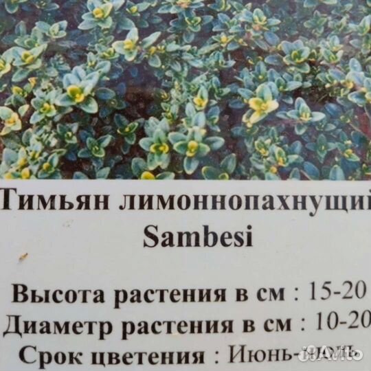 Тимьян ползучий