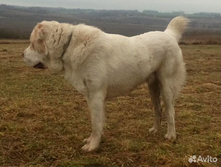 Кобель сао вязка