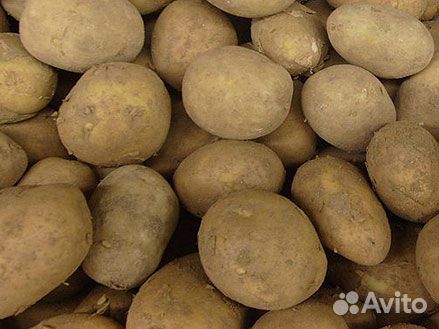 Продам картофель