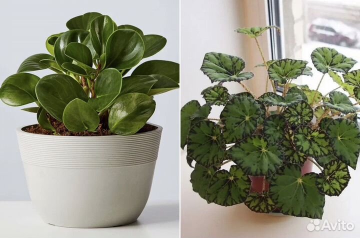 Пиперомия / Бегония