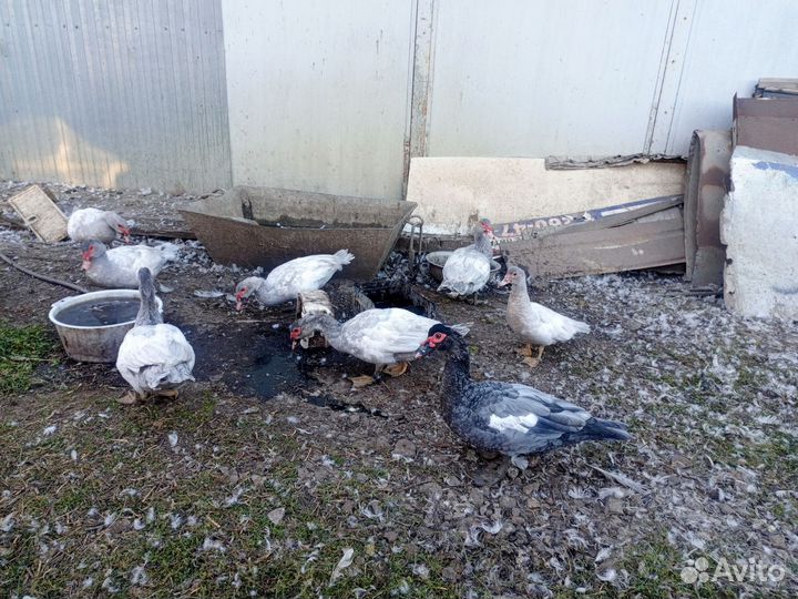 Утки Мускусные