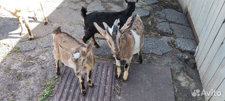 Козы козлята