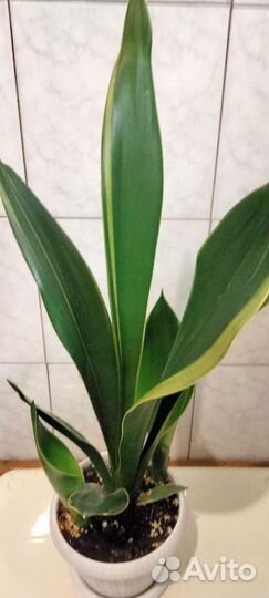 Комнатные цветы