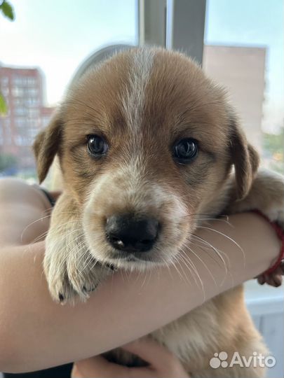 Щенки лабрадора метис