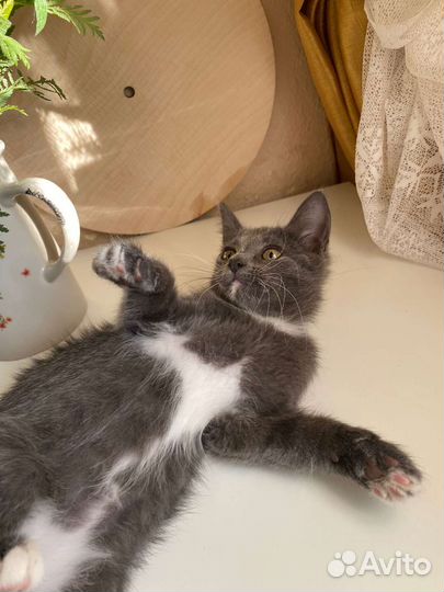 Котёнок в добрые руки