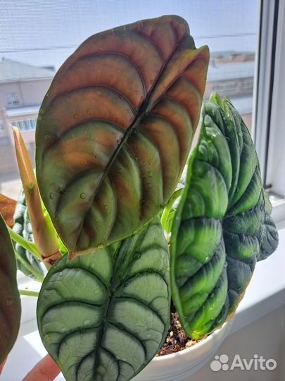 Alocasia