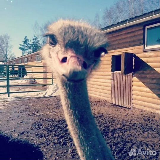 Рабочий по уходу за животными