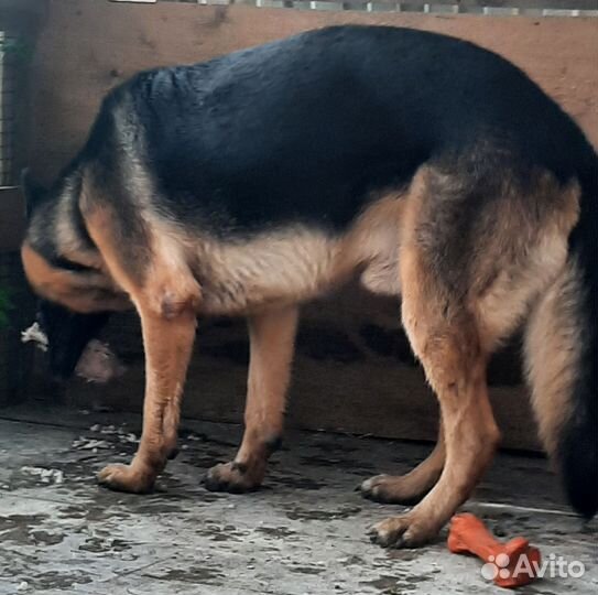 Немецкая овчарка кобель