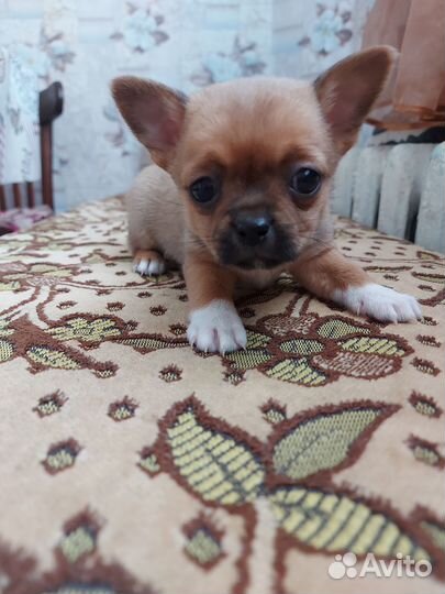 Щенки чихуахуа