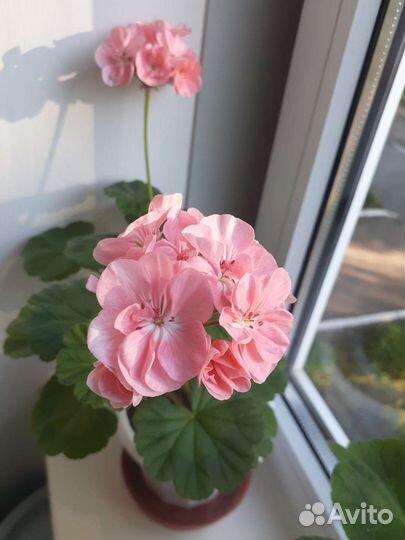 Пеларгония герань