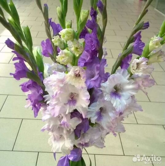 Букет из гладиолусов