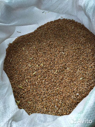 Зерно, семечки