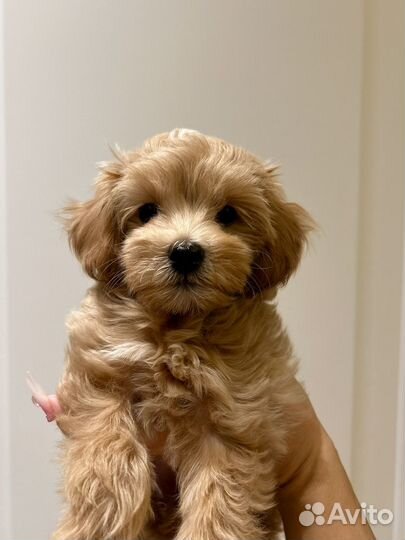 Щенки мальтипу f1 мини