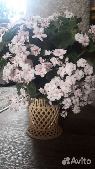 Фиалки трейлеры