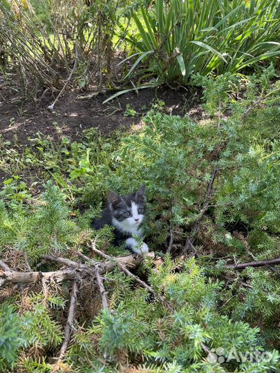 Котята в добрые руки даром