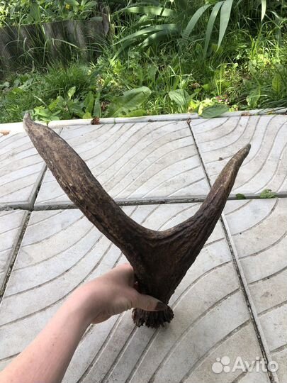 Рога лося настоящие