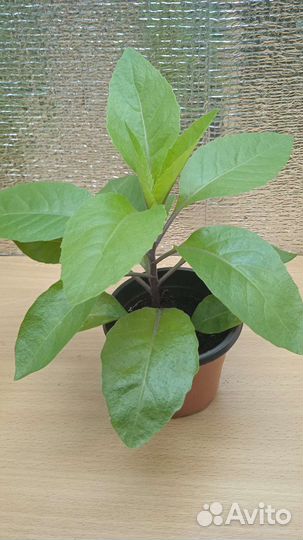 Джинура-Листья Бога