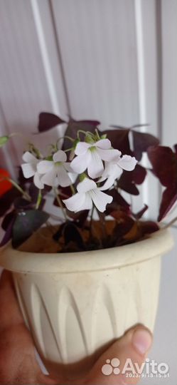 Цветок с красивыми Кислица бабочка оксализ