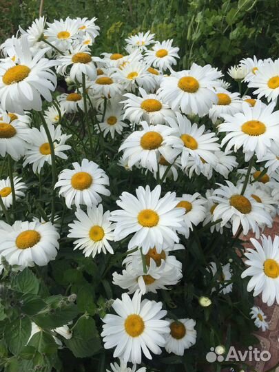 Рудбекия золотой шар,Ромашки