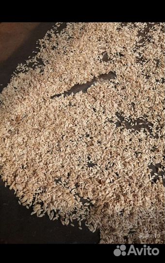 Семена огурцов тамата укропа