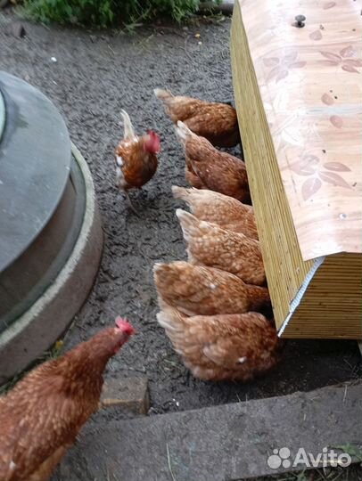 Куры несушки