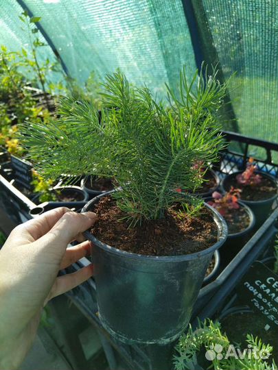 Молочай кипарисовый