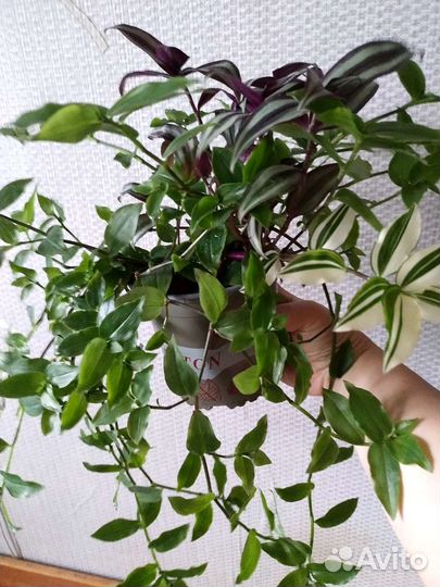 Традесканция