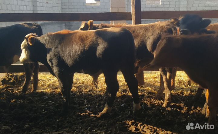 Бычки и быки