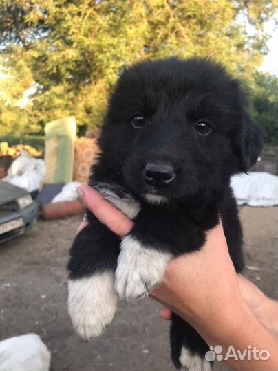 Щенки в добрые руки