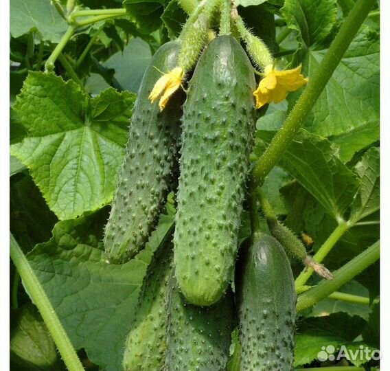 Самый урожайный гибрид огурца из Испании Бэрд