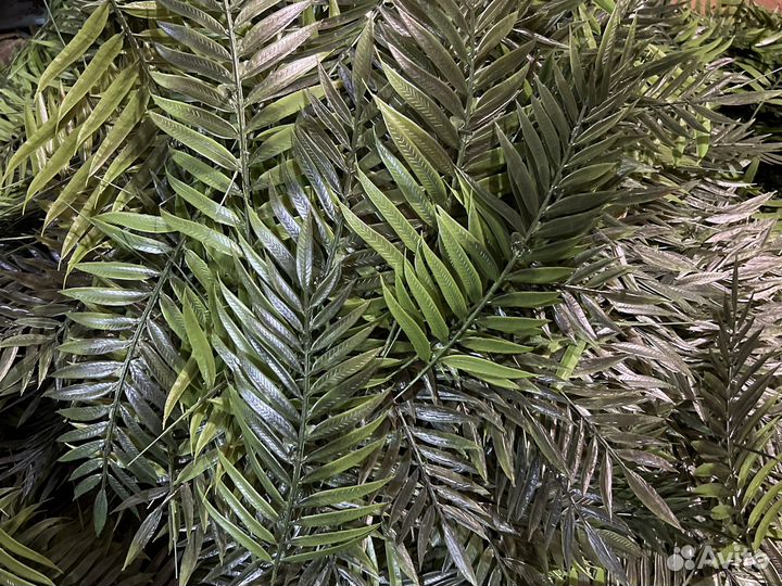 Папоротник