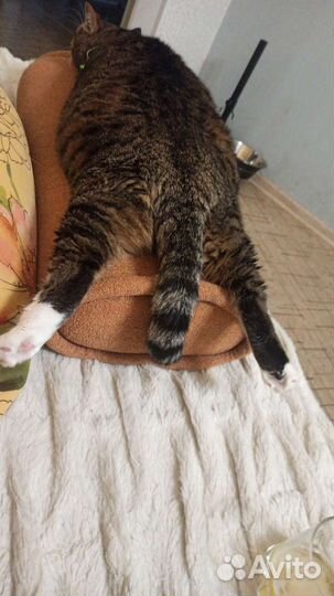 Кошки в добрые руки