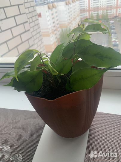 Фикус голден моник