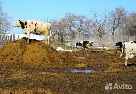 Навоз коровий с доставкой
