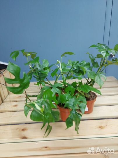 Монстера Рафидофора