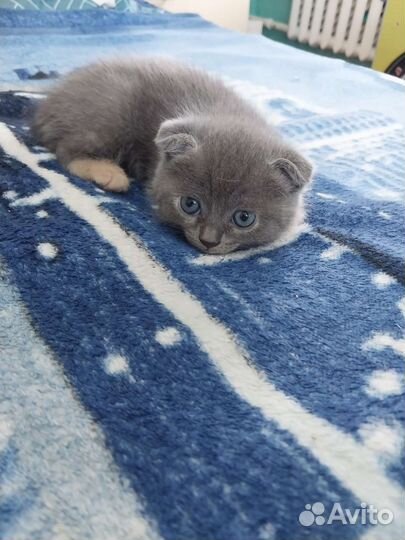 Кошка в дар бесплатно