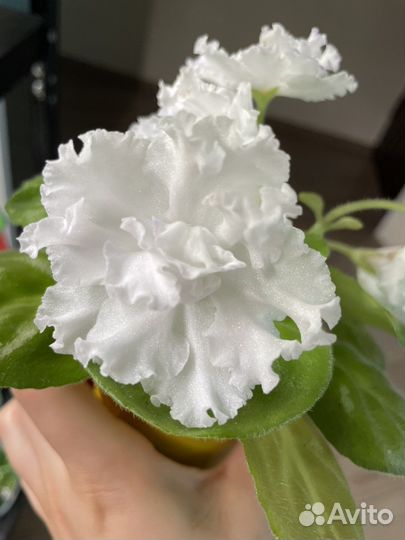 Сортовые фиалки