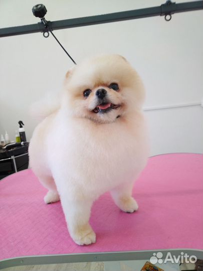 Груминг. Стрижка и уход для кошек и собак