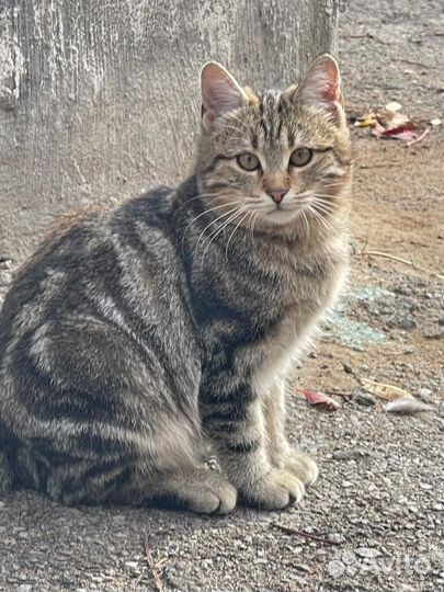 Кошки