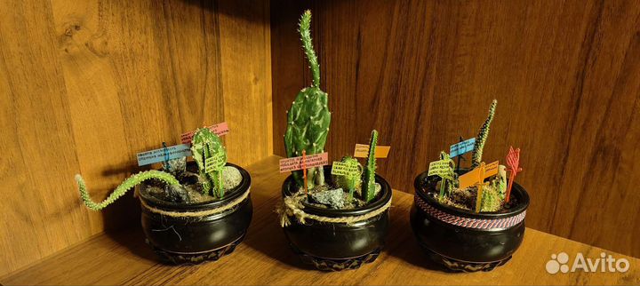 Композиции из кактусов и суккулентов. Мини сад