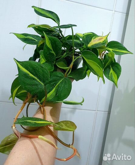 Филодендроны сердечки