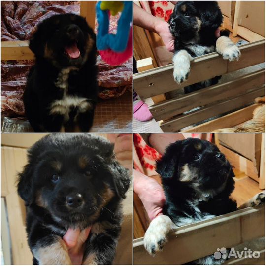 Щенок в добрые руки