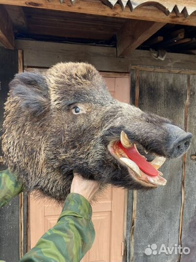 Чучела животных