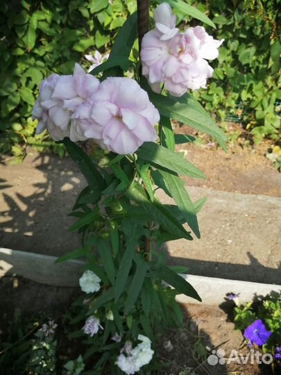 Саженец калистегии