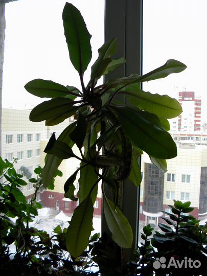 Молочай Беложилковый (беложильчатый)