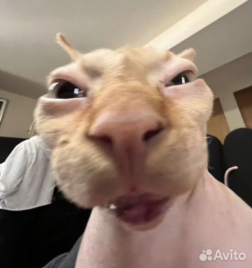 Написание отзывов