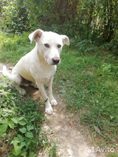 Кобелек и девочка